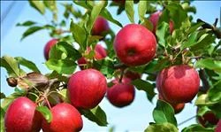 شاخص های بلوغ و کیفیت مناسب سیب از برداشت تا سردخانه 