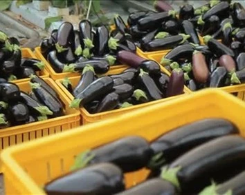 روش نگهداری و خنک کردن بادمجان 