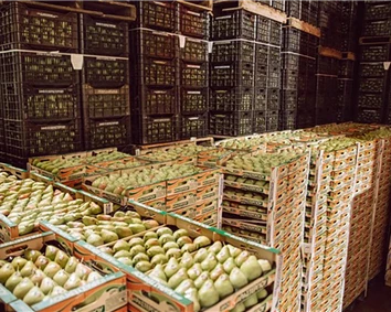 pears.jpg