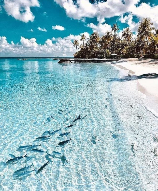 محبوبه جام سحر