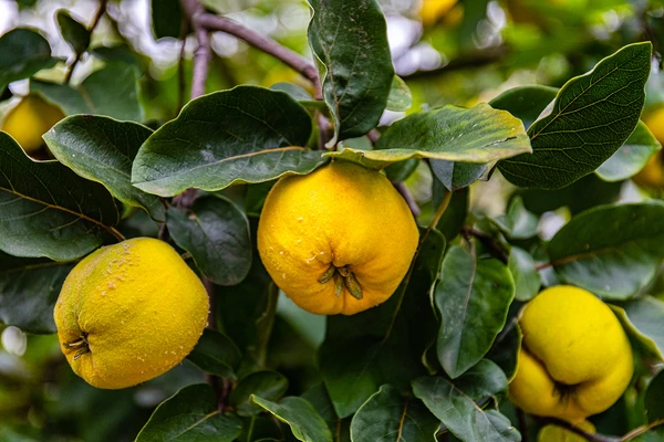 میوه به